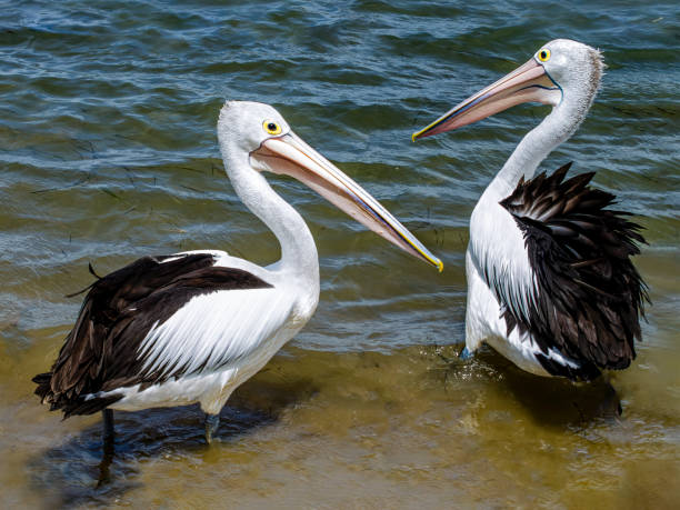 Selective focus shot of a flying pelican